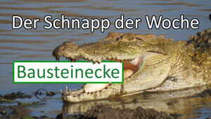 Bausteinecke: der Schnapp der Woche